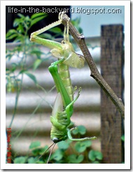 grasshopper molting 2 grasshopper molting 2