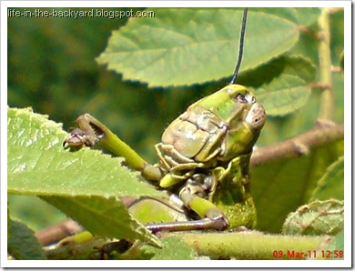 Valanga nigricornis_Javanese Grasshopper_belalang kayu 16