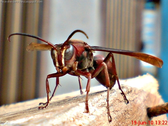 [Polistes tenebricosus_Paper Wasp 2[2].jpg]