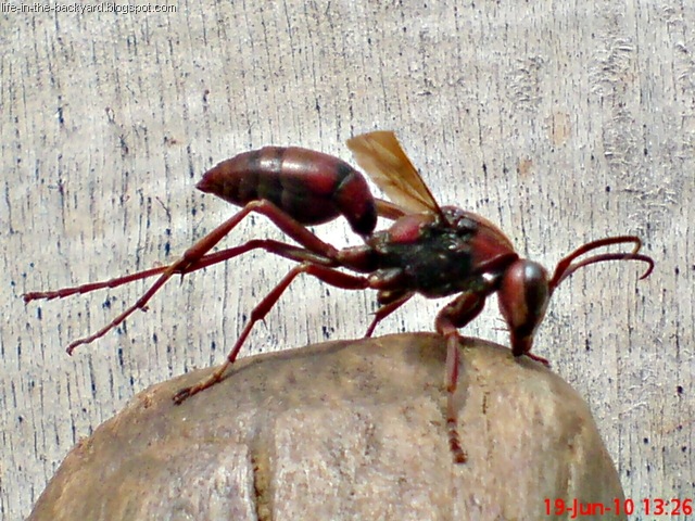 [Polistes tenebricosus_Paper Wasp 6[4].jpg]