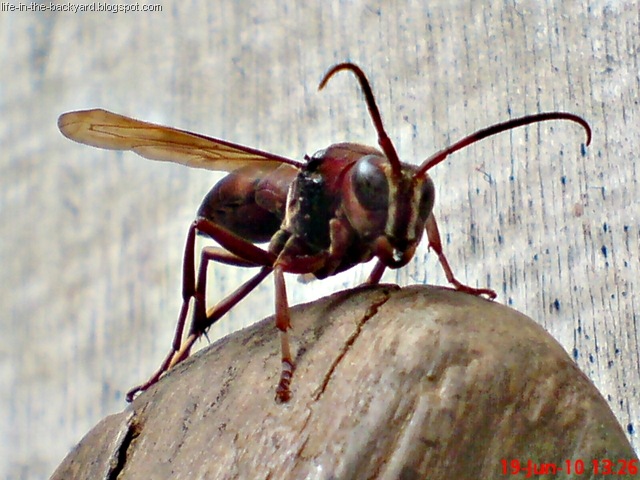 [Polistes tenebricosus_Paper Wasp 5[2].jpg]