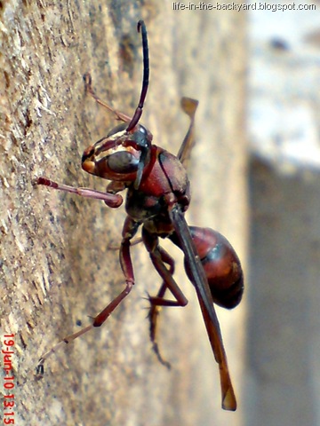[Polistes tenebricosus_Paper Wasp 1[2].jpg]