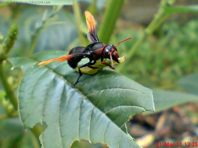 [Rhynchium haemorrhoidale_tawon_Potter Wasp 1[7].jpg]