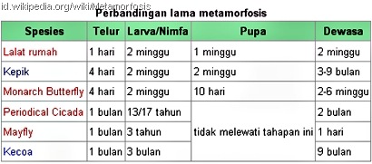 perbandingan lama metamorfosis