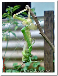 grasshopper molting 2