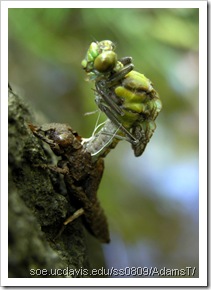 Green_Darner.emerge1 Green_Darner.emerge1