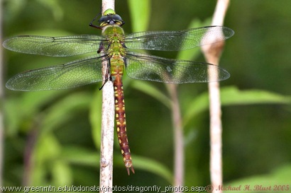 Anax_longipes female