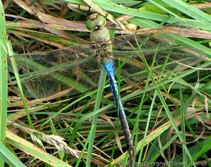 Common_Green_Darner