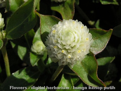 Gomphrena globosa putih