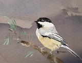 Black-capped Chickadee