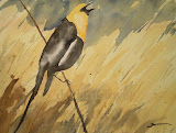 Yellow-headed Blackbird