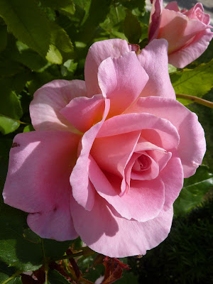 http://lh4.ggpht.com/__CQwcy0s0FI/Skn7w_HPzpI/AAAAAAAAAVQ/9Ul2u7mCRrs/s400/P1000328.JPG