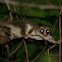 Fat Tailed Dwarf Lemur