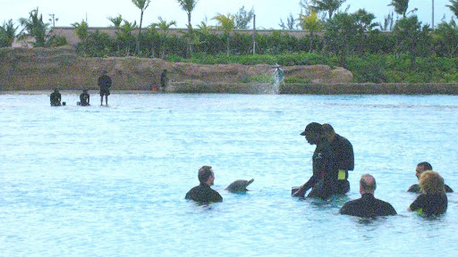 Dolphin Wetsuits