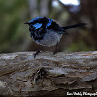Suberb Fairy Wren