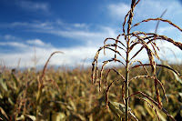 Corn field