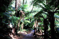 More ferns