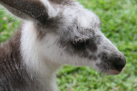 Skippy close-up
