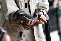 Just a wee bub snake