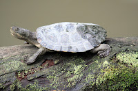 Little creek turtle