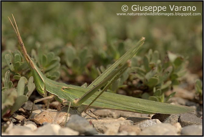                    © Giuseppe Varano   www.natureandwildlifeimages.blogspot.com