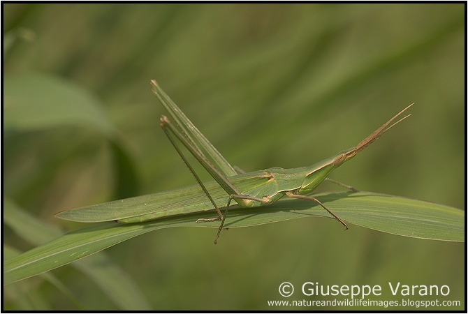                    © Giuseppe Varano   www.natureandwildlifeimages.blogspot.com