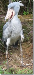 Shoebill