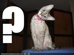 lolcats-funny-pictures-questionmark