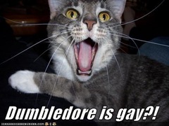 dumbledore-is-gay-lolcat