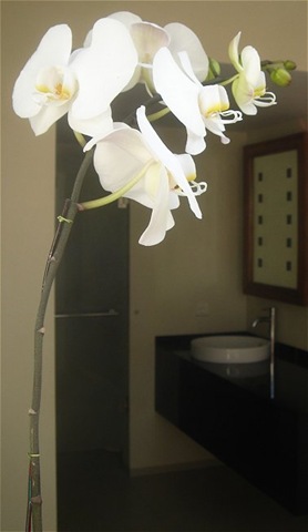 whiteorchidreduced whiteorchidreduced