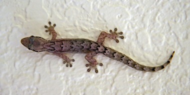 Gekko4 Gecko in the spa of one of the luxury hotels in Ubud Bali