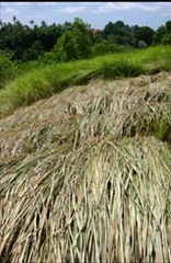 clip_image014 alang-alang grass used as roof covering in Bali