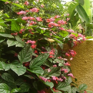 Climber (Nona makan siring) in Villa Sabandari, a star resort in Ubud, Bali