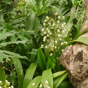 Flowers in one of the yoga hotels in Bali