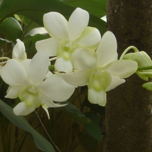 Flowers in Villa Sabandari, one of the newest star hotels with yoga teacher training in Bali
