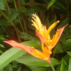 Flosers in Villa Sabandari, one of the newest hotels with yoga teacher training in Bali