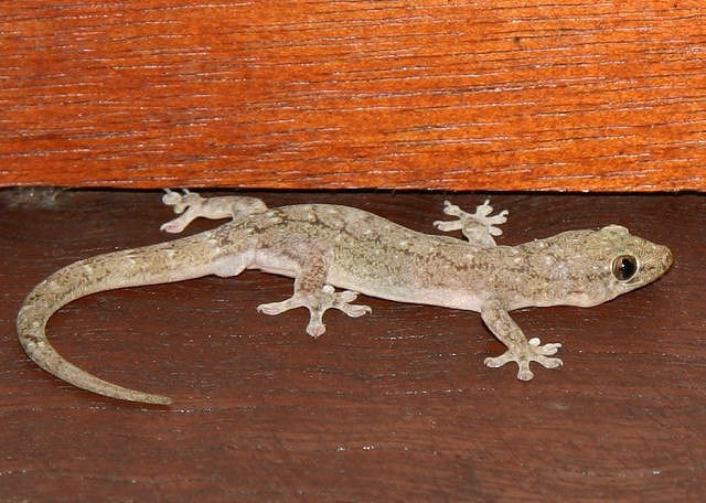 [DtellaHouseGecko[4].jpg]