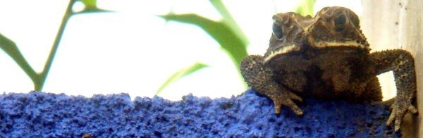 Toad