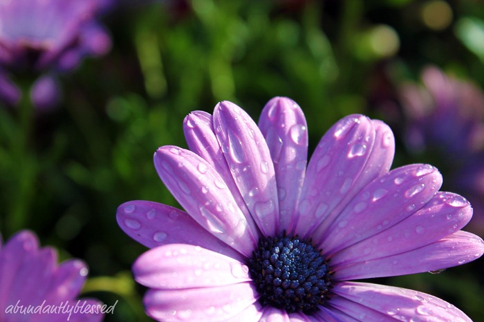 Purple FlowerAB