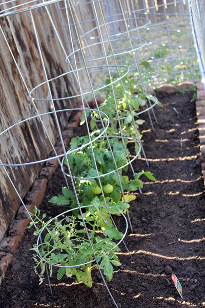 Veggies3 Veggies3