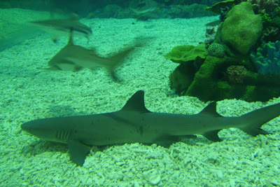 manila ocean park, manila