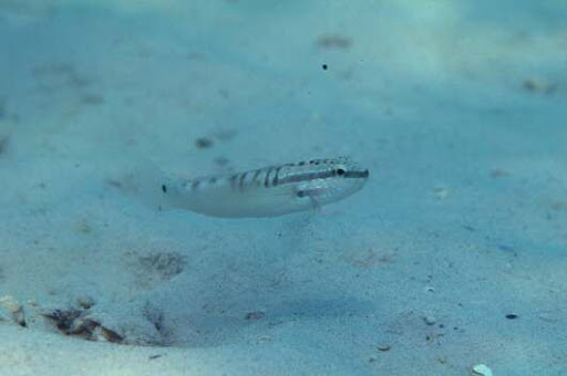 byno goby