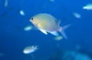 dusky chromis