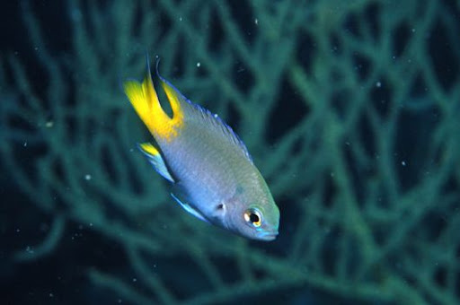 chinese damsel
