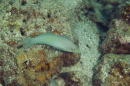 pastel-green wrasse