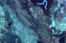 ベラの仲間