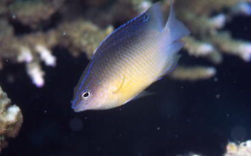 molucca damsel
