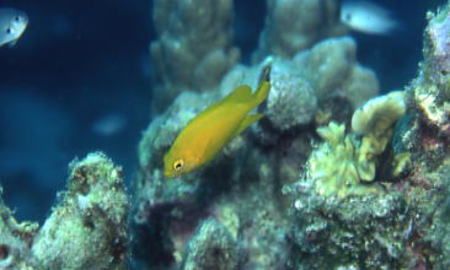 ネッタイスズメダイ