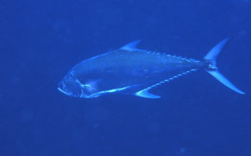 オオクチイケカツオ