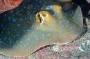 Blue-spotted stingray